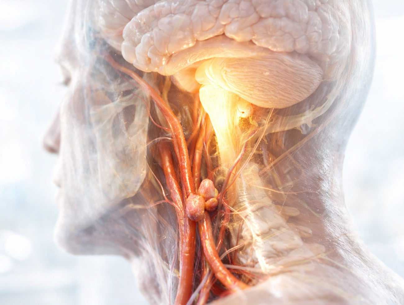 Nahliadli do mozgu myší. Čo našli, môže pomôcť miliónom ľudí