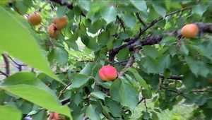 Jar bola len v kalendári. Letné teploty priniesli ovocie o tri týždne skôr