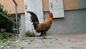 Pravidelný budíček: Obyvateľov sídliska každé ráno budí kohút