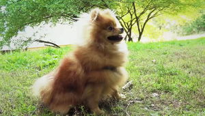 Nepočúva vás pes na zavolanie? Vyriešte tento problém raz a navždy!