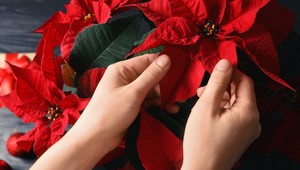 Ako sa vianočná ruža stala obľúbenou sviatočnou kvetinou?