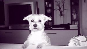 Hľadá sa fenka maltézkeho psíka