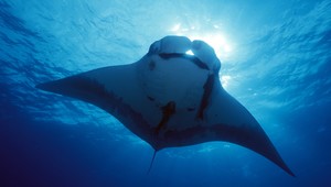 Najvznešenejší tvor oceánu sa zamotal do siete, vyslobodil ho potápač