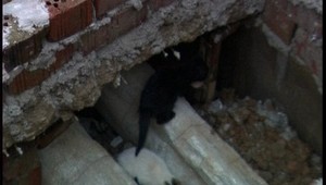 Mačiatka uväznené v šachte