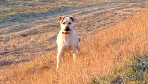 V Látkovciach sa stratil Rony. Pomôžte ho nájsť...