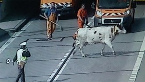 VIDEO: Vodiči v šoku! Krava vtrhla do tunela Branisko