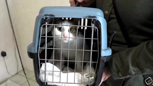 Na zachránenú mačku vytiahol zbraň, nakoniec ju ovalil aj palicou