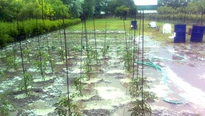 tvojenoviny: Ľadová smršť zničila Cíferčanom úrodu