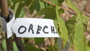 Mesto má vlastnú lesnú škôlku. Stromy si obyvatelia môžu adoptovať a vysadiť na vlastný pozemok