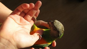 Za chemoterapiu papagája dala 100 000 dolárov