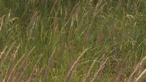 Trávniky spálené na slamu. V mestách to počas horúčav vyzerá ako v Stredomorí