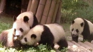 VIDEO: Rozkošné pandy ukázali, ako sa správne biť
