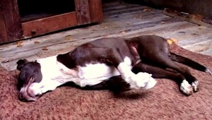 Na smrť utýrala dvoch psov, hrozia jej 3 roky