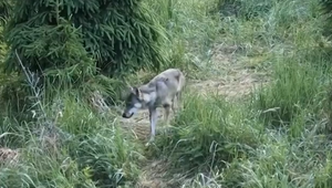 Auto zrazilo vlčicu. Ochranári zdôrazňujú potrebu chrániť BIO koridory