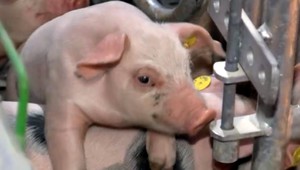 Africký mor zasiahol európske krajiny. Slovenský trh zaplavilo lacné mäso zo zahraničia