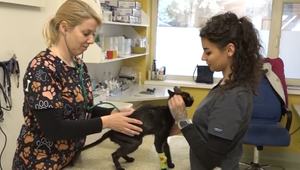 Na detskom ihrisku zachránili zúboženú mačku s ranami na tele