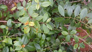 Na Slovensko dorazila droga z Afriky, prišla poštou