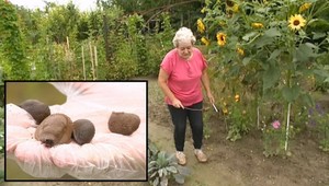 Záhradkári pozor! Takto treba bojovať s nepríjemnými slizniakmi