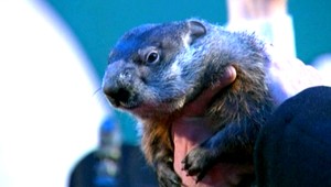 Zima ešte 6 týždňov? Takto to vidí svišť Phil...