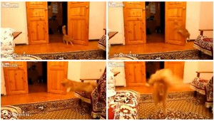 VTIPNÉ VIDEO. Takto reaguje mačka na hru Mário...