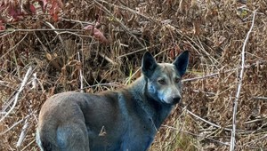 Černobyľskí modrí psi vyvolali senzáciu. Tím expertov odhalil možnú príčinu