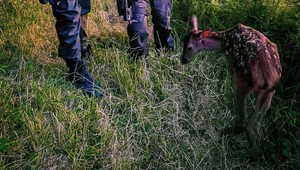 Malá srnka pobehovala po ceste. Zachrániť ju prišli policajti