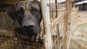 Taiwan ako prvý zakázal mačky a psy, už nebudú v menu