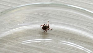 Sezóna kliešťov na Slovensku neustáva, riziko nákazy hrozí aj na jeseň a v zime