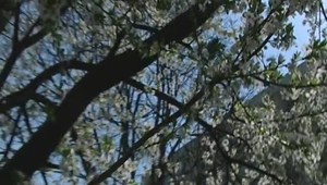 8 tipov pre boj s peľovou alergiou:  Takto sa vyhnete najhoršiemu