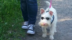 Pes musí nosiť slnečné okuliare a natierajú ho opaľovacím krémom