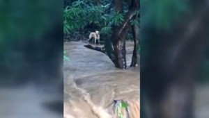 FOTO: Zachránil šteňa z divokej rieky, sám sa pri tom utopil