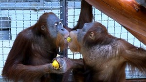 Pre koronavírus uzavreli v ZOO Bratislava pavilón primátov