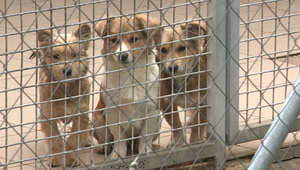 Muž údajne úmyselne zapálil koterce v chovnej stanici. V ohni zahynulo 5 psov