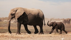 V Thajsku prepustili nezamestnané slony