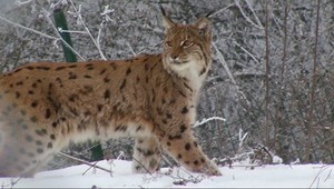 Do košickej zoo pricestovala šelma z Čiech