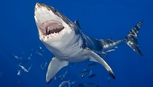 Útok bielych žralokov! Potápač bojoval o život