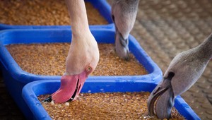 Deti zabili plameniaka v ZOO. Hádzali po ňom kamene