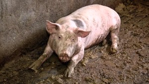 Slovensko má potvrdené ohnisko afrického moru ošípaných