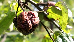 Zlé počasie zničilo úrodu, bez postrekov nemala šancu