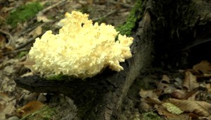 Slovensko je exotická krajina. Najmä čo sa húb týka