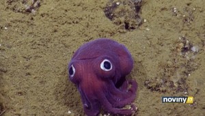 Vyzerá ako plyšák. Na dne oceána žije tvor s rozprávkovými očami