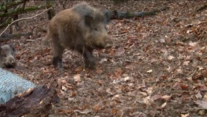 Mestskí policajti v Pezinku riešia útoky diviakov. Tie môžu byť teraz veľmi agresívne