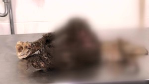 Medveďa, ktorý sa uložil na zimný spánok, zasypala lavína