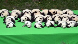 VIDEO: Vrchol roztomilosti v podobe 23 mláďat pandy