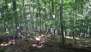 Naše stromy sú vážne ohrozené