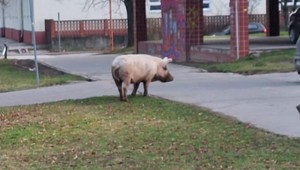 Prasa sa vybralo na výlet do mesta: Chcelo ísť do kostola aj do polikliniky