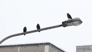 Streľba na vrany v obytnom sídlisku skončila zásahom ženy na balkóne