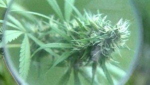 Petíciu PS za dekriminalizáciu marihuany podpísalo viac ako 13-tisíc ľudí