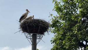 Zážitok pre škôlkarov: Ochranári im dovolili dotknúť sa bocianieho mláďaťa