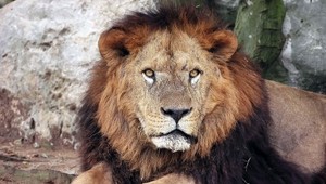 Brutálne, čo dokáže nový fotoaparát Nikon so svojím 125x zoomom